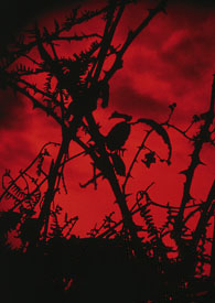 ʳ���ߵ����E